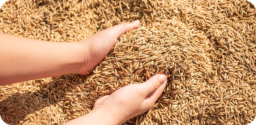 Rice & grain milling