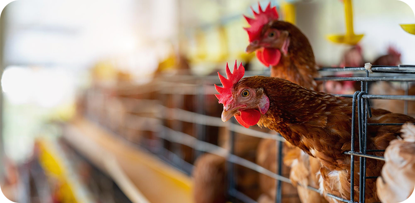 Poultry & livestock farms